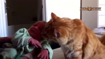 猫逗狗搞笑视频,一场爆笑的宠物互动大戏