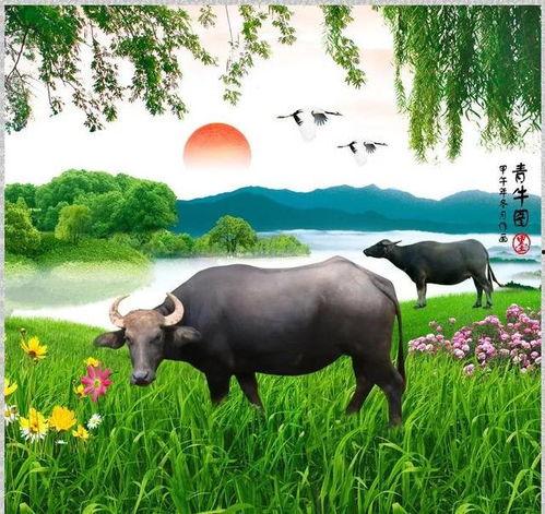 牛青图片,探寻古老农耕文明的智慧之光